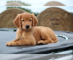 Small Photo #15 Golden Retriever Puppy For Sale in KEMP, TX, USA