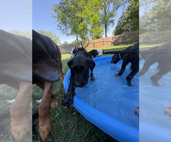 Medium Photo #3 Great Dane-Sheepadoodle Mix Puppy For Sale in EGG HARBOR CITY, NJ, USA