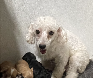 Mother of the Poodle (Miniature) puppies born on 02/05/2024