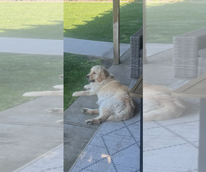 Mother of the English Cream Golden Retriever puppies born on 05/10/2025