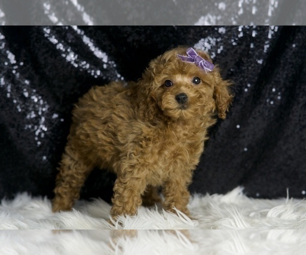Medium Photo #4 Poodle (Miniature) Puppy For Sale in WARSAW, IN, USA