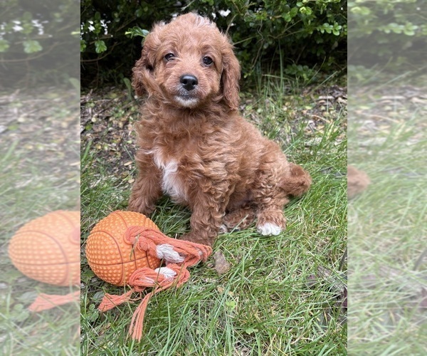 Medium Photo #1 Goldendoodle (Miniature) Puppy For Sale in MIDDLEBURY, IN, USA