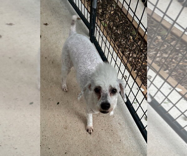 Medium Photo #2 Poodle (Miniature) Puppy For Sale in Oak Bluffs, MA, USA