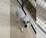 Small Photo #2 Poodle (Miniature) Puppy For Sale in Oak Bluffs, MA, USA