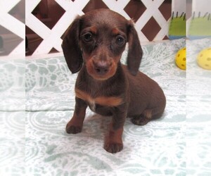 Dachshund Puppy for sale in RATTAN, OK, USA