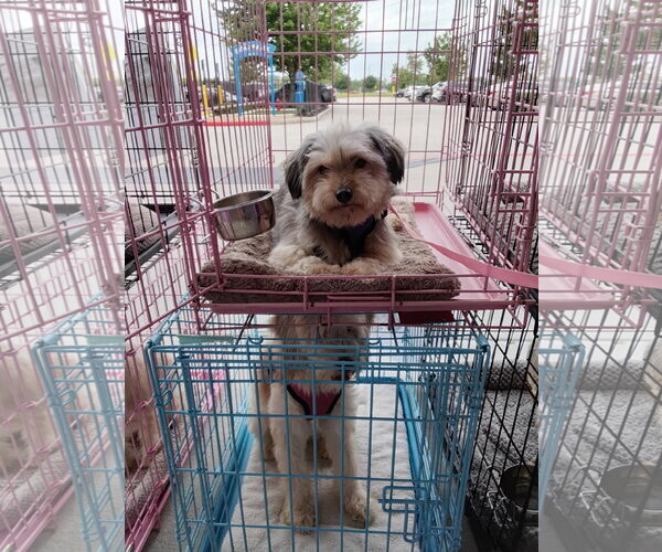 Medium Photo #2 Mutt Puppy For Sale in Spring, TX, USA