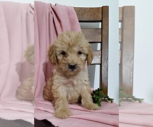 Goldendoodle (Miniature) Puppy for sale in FREDERICKSBG, OH, USA