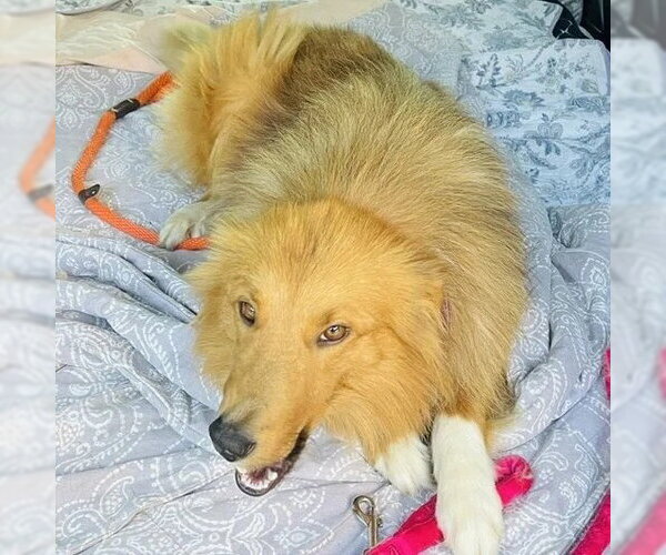 Medium Photo #2 Collie-Unknown Mix Puppy For Sale in Dublin, OH, USA