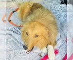 Small #1 Collie Mix