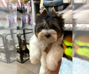 Biewer Terrier Puppy for Sale in LAKE WORTH, Florida USA