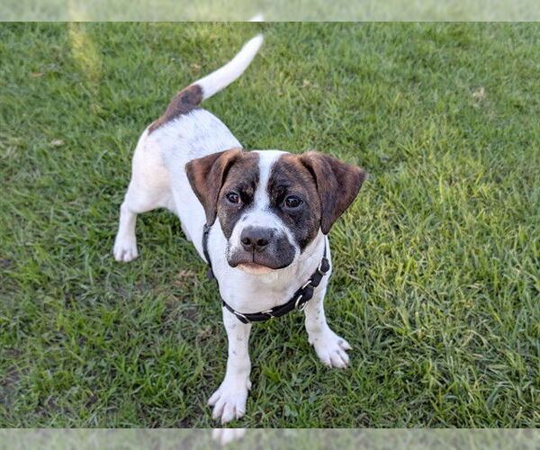 Medium Photo #1 Boxador Puppy For Sale in San Clemente, CA, USA