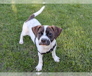 Boxador Dogs for adoption in San Clemente, CA, USA