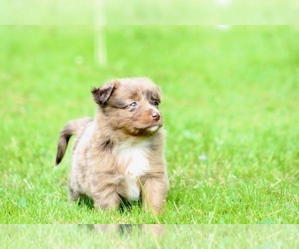 Medium Photo #5 Australian Shepherd Puppy For Sale in NEWTON FALLS, OH, USA