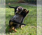 Small Photo #231 German Shepherd Dog Puppy For Sale in WELLINGTON, FL, USA