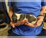 Small #32 Dachshund