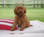 Puppy Clifford Cocker Spaniel-Poodle (Miniature) Mix