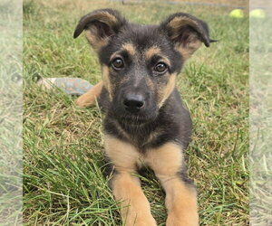 German Shepherd Dog-Unknown Mix Dogs for adoption in Minneapolis, MN, USA