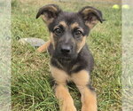Small German Shepherd Dog Mix
