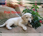 Puppy Pink Bones Labrador Retriever