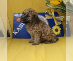Small Photo #31 Poodle (Toy) Puppy For Sale in CHANUTE, KS, USA