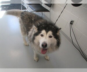 Siberian Husky Dogs for adoption in Ocala, FL, USA