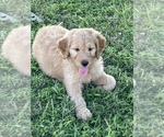 Small Photo #14 Goldendoodle Puppy For Sale in IONIA, KS, USA
