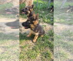 Small #2 German Shepherd Dog