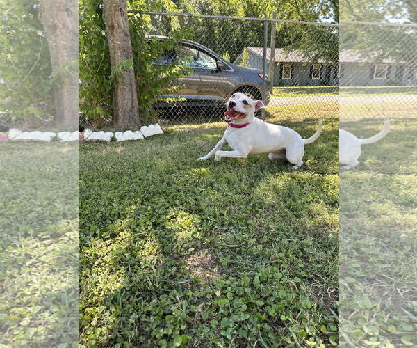 Medium Photo #6 Parson Russell Terrier-Unknown Mix Puppy For Sale in Calhoun, GA, USA