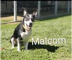 Small Border Collie Mix