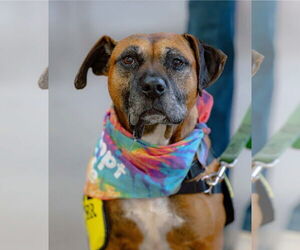 Boxador Dogs for adoption in San Jose, CA, USA