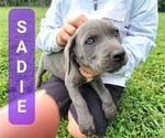 Small Photo #5 Cane Corso Puppy For Sale in MONTPELIER, VA, USA