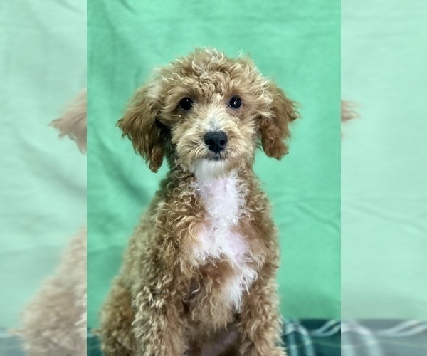 Medium Photo #5 Poodle (Miniature) Puppy For Sale in DUNDEE, OH, USA