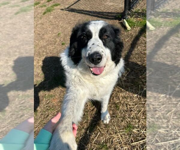Medium Photo #1 Great Pyrenees-Unknown Mix Puppy For Sale in Evansville, IN, USA