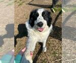 Small Great Pyrenees Mix