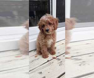 Poodle (Miniature) Puppy for sale in SAINT PAUL, MN, USA