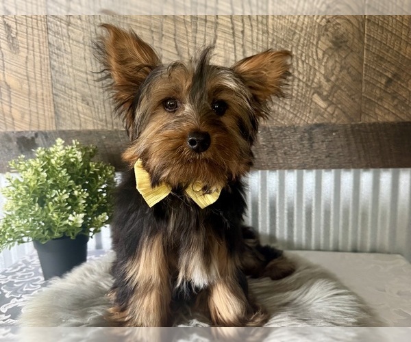 Medium Photo #3 Yorkshire Terrier Puppy For Sale in NAPPANEE, IN, USA