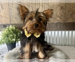 Small #2 Yorkshire Terrier