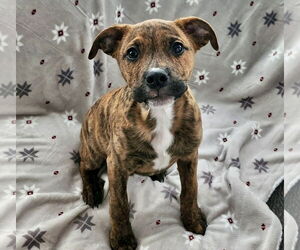 American Pit Bull Terrier-Unknown Mix Dogs for adoption in Germantown, OH, USA