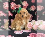 Small Photo #2 Cavapoo-Poodle (Miniature) Mix Puppy For Sale in BIRD IN HAND, PA, USA