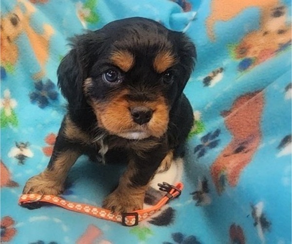 Medium Photo #1 Aussalier Puppy For Sale in ATHOL, ID, USA