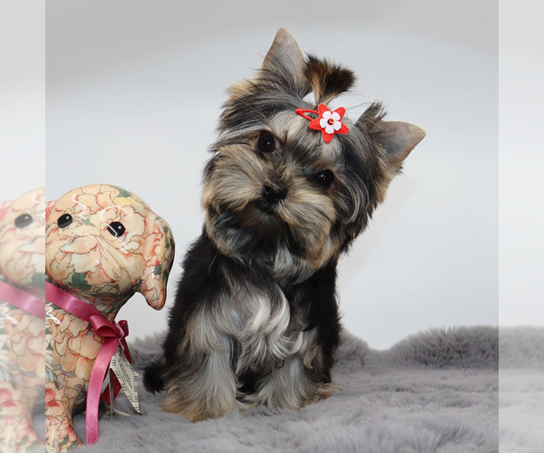Medium Photo #4 Yorkshire Terrier Puppy For Sale in LOS ANGELES, CA, USA