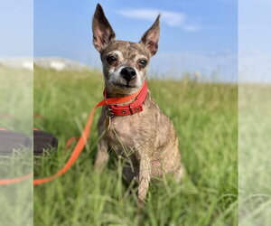 Chihuahua Dogs for adoption in Boonton, NJ, USA