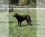 Small Photo #1 Labrador Retriever Puppy For Sale in NEOLA, WV, USA