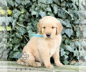 Golden Retriever Puppy for sale in NEW HOLLAND, PA, USA