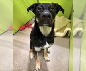 Bailey - Female Shepradors Dog for Adoption - Photo #3