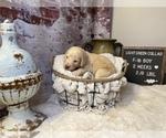 Small Photo #5 Saint Berdoodle Puppy For Sale in QUEEN CREEK, AZ, USA