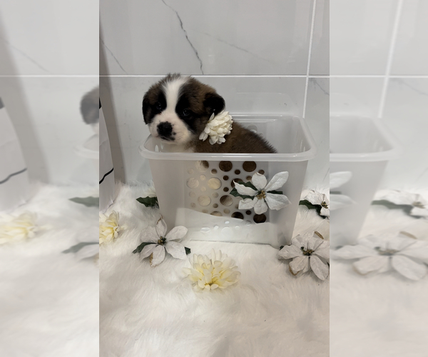 Medium Photo #2 Saint Bernard Puppy For Sale in WHITESBORO, NY, USA