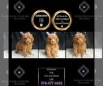 Small #1 Maltipoo