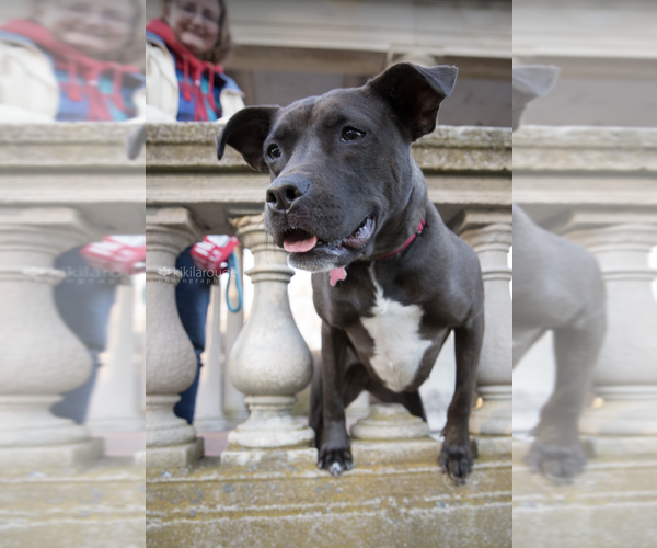 Medium Photo #3 American Pit Bull Terrier-Labrador Retriever Mix Puppy For Sale in Boston, MA, USA