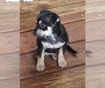 Small Photo #6 Chipin Puppy For Sale in CRESWELL, OR, USA